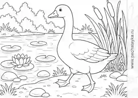 Раскраска гусь у воды на берегу пруда для детей 6–7 лет