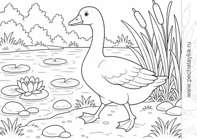 Раскраска гусь у воды на берегу пруда для детей 6–7 лет